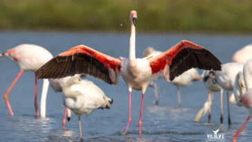Narta Lagoon, Vlore, Flamingos