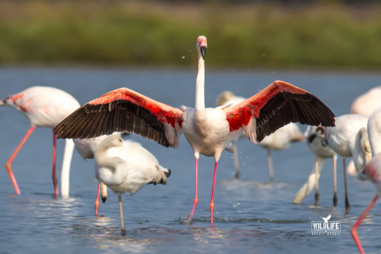 Narta Lagoon, Vlore, Flamingos