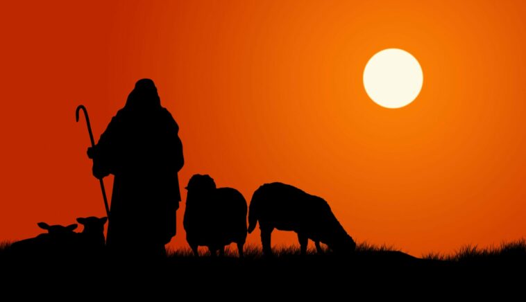 shepherd and sheep, sunset