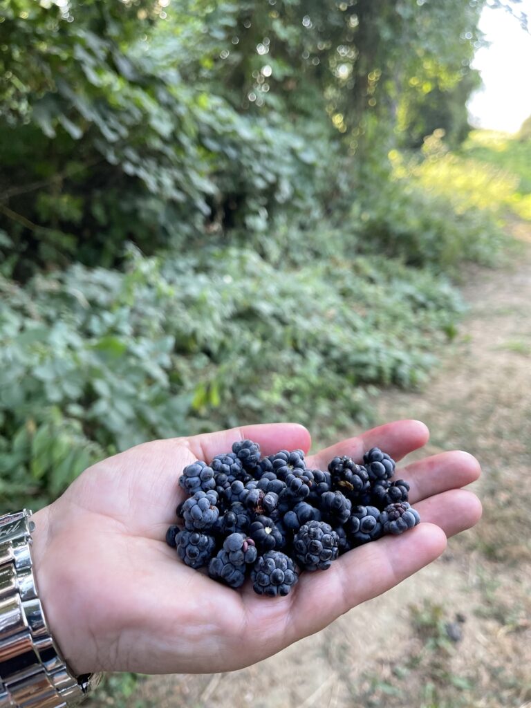 Pheasant Forest, Korce | Albania360 | Web | App | Social