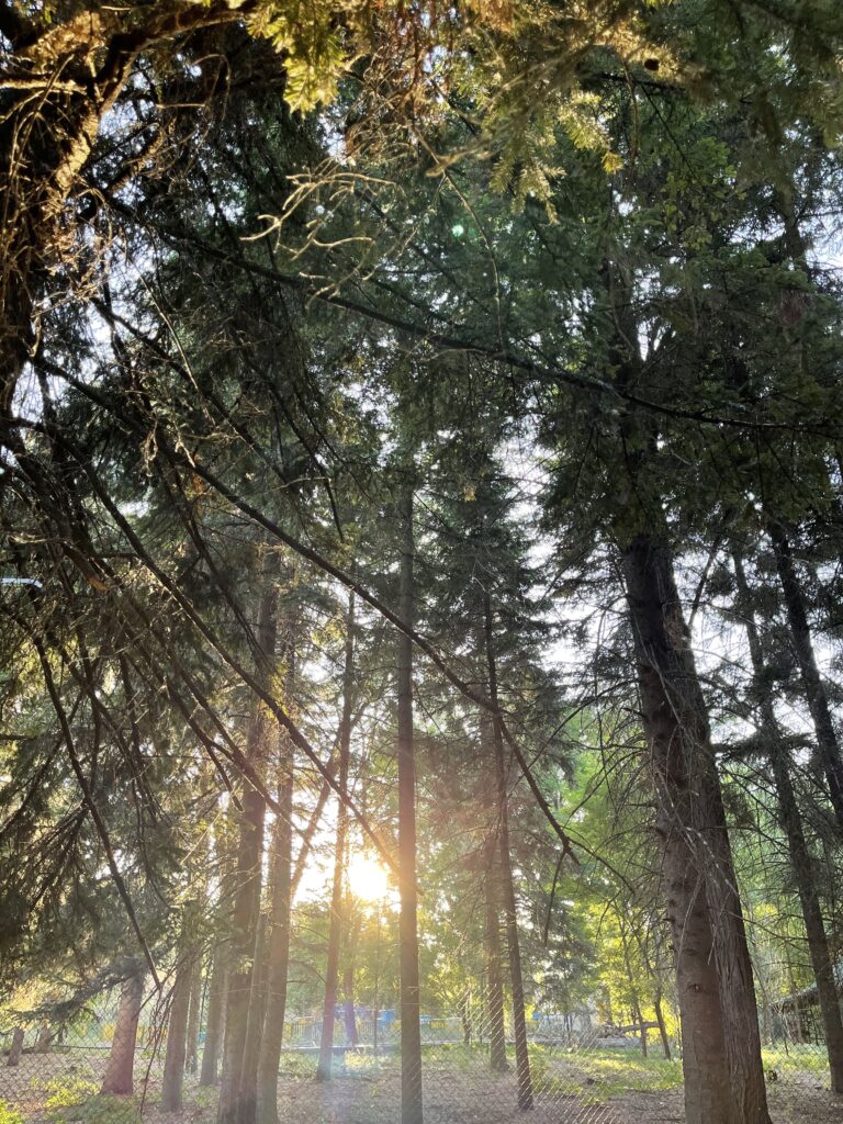 Pheasant Forest, Korce | Albania360 | Web | App | Social