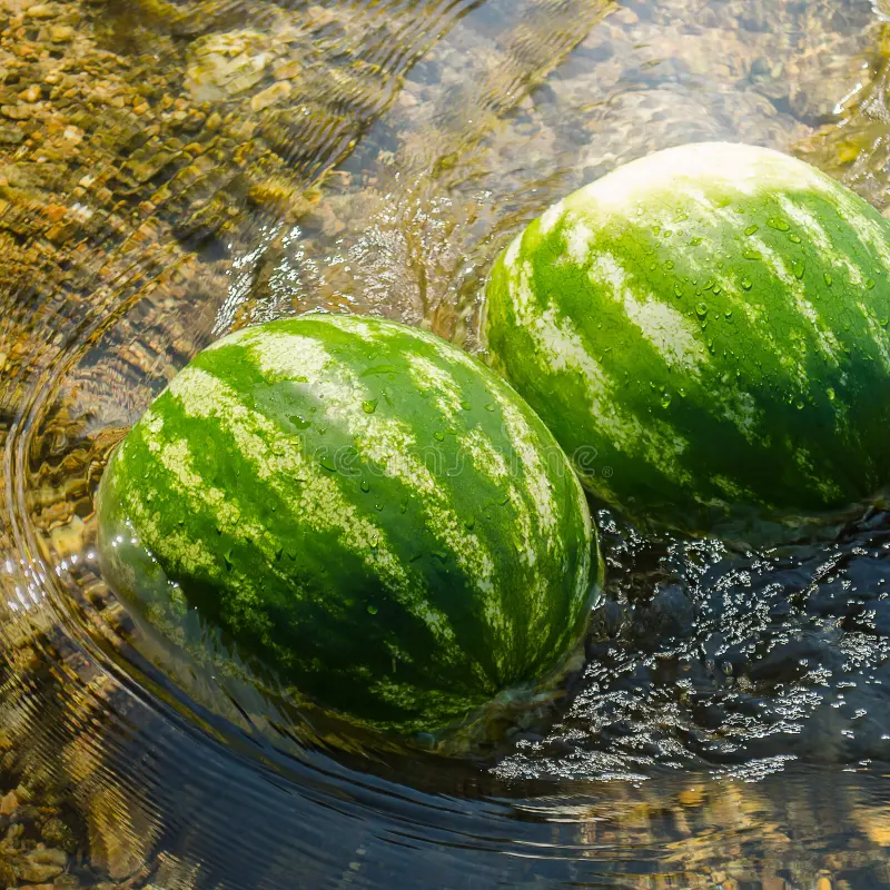 cooling watermelon river shot 43634347.jpg